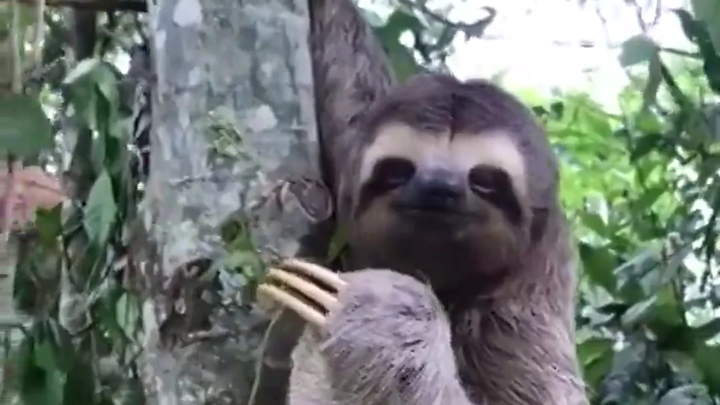 El tierno vídeo que muestra cómo un oso perezoso sonríe y saluda al hombre que le rescató de la carretera El tierno vídeo que muestra cómo un oso perezoso sonríe y saluda al hombre que le rescató de la carretera