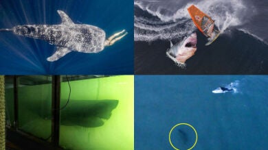 9 impactantes vídeos de tiburones que han dado la vuelta al mundo