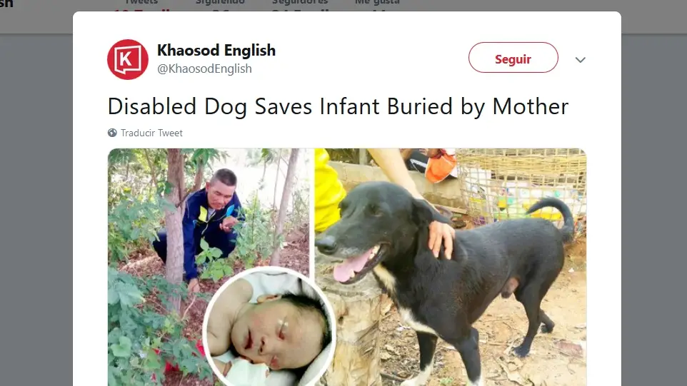 Perro rescata a un niño