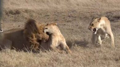 VÍDEO: El salvaje ataque de un león alfa que no quería compartir su presa