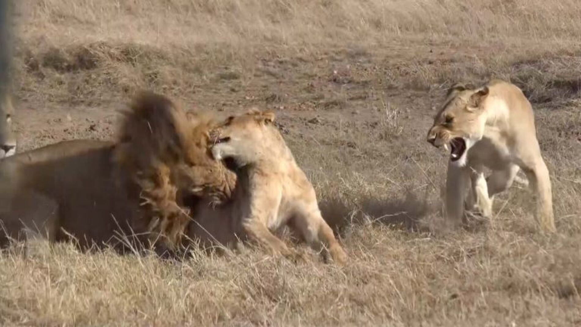Leones peleando