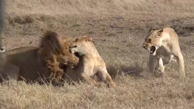 Leones peleando
