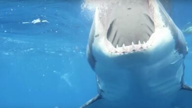 Un enorme tiburón blanco ataca el pequeño bote donde pescaban un padre y su hijo 