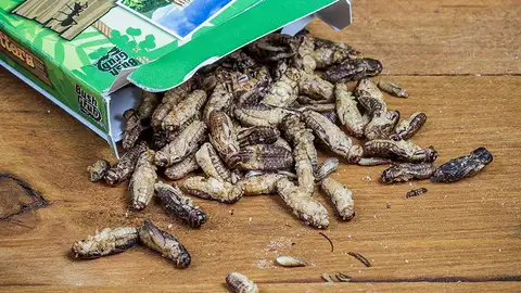 Grillos salteados con sal y vinagre Grillos salteados con sal y vinagre