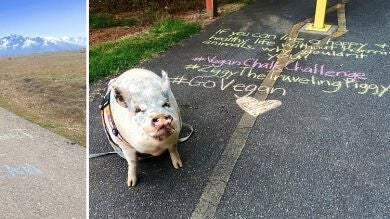 Vegan Chalking Night: el suelo se llena de mensajes con tiza a favor de los animales