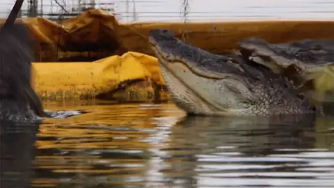 Caimán ataca a caimán Caimán ataca a caimán