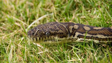 Una pitón intenta comerse a una serpiente más grande