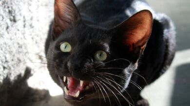 La extraña apariencia de un gato viral al que confunden con un murciélago