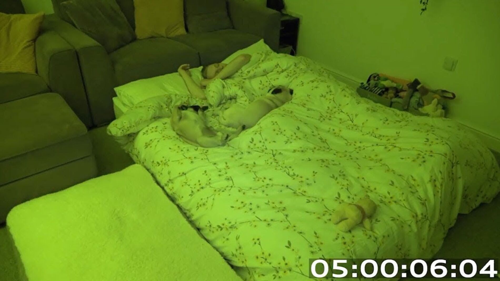 Durmiendo con dos pugs