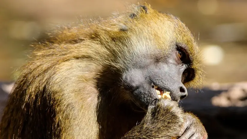 Mono babuino