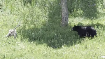 Grulla peleando con un oso