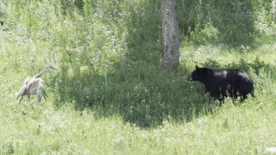 VÍDEO: Unos pájaros pelean con un gran oso negro
