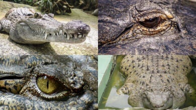 9 impactantes vídeos de cocodrilos que han dado la vuelta al mundo