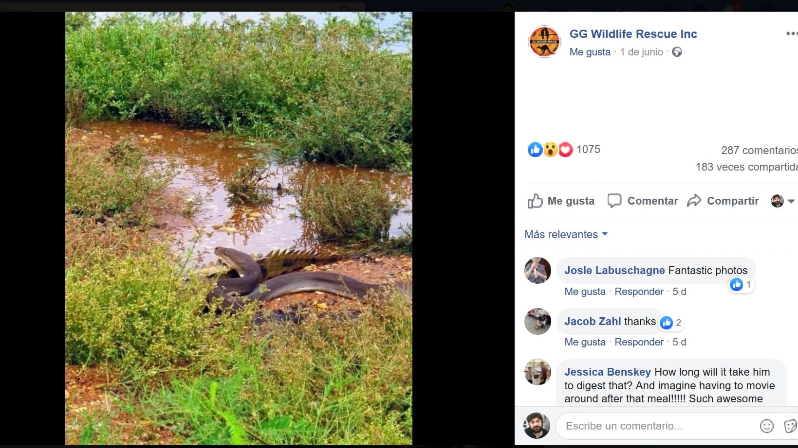 Una pitón devora un cocodrilo
