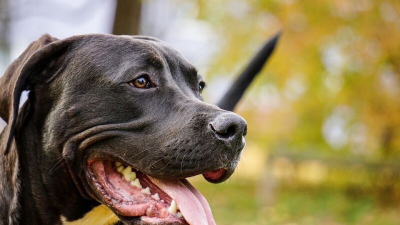 Un pitbull ofrece su casa a una gata embarazada y la cuida cuando da a luz