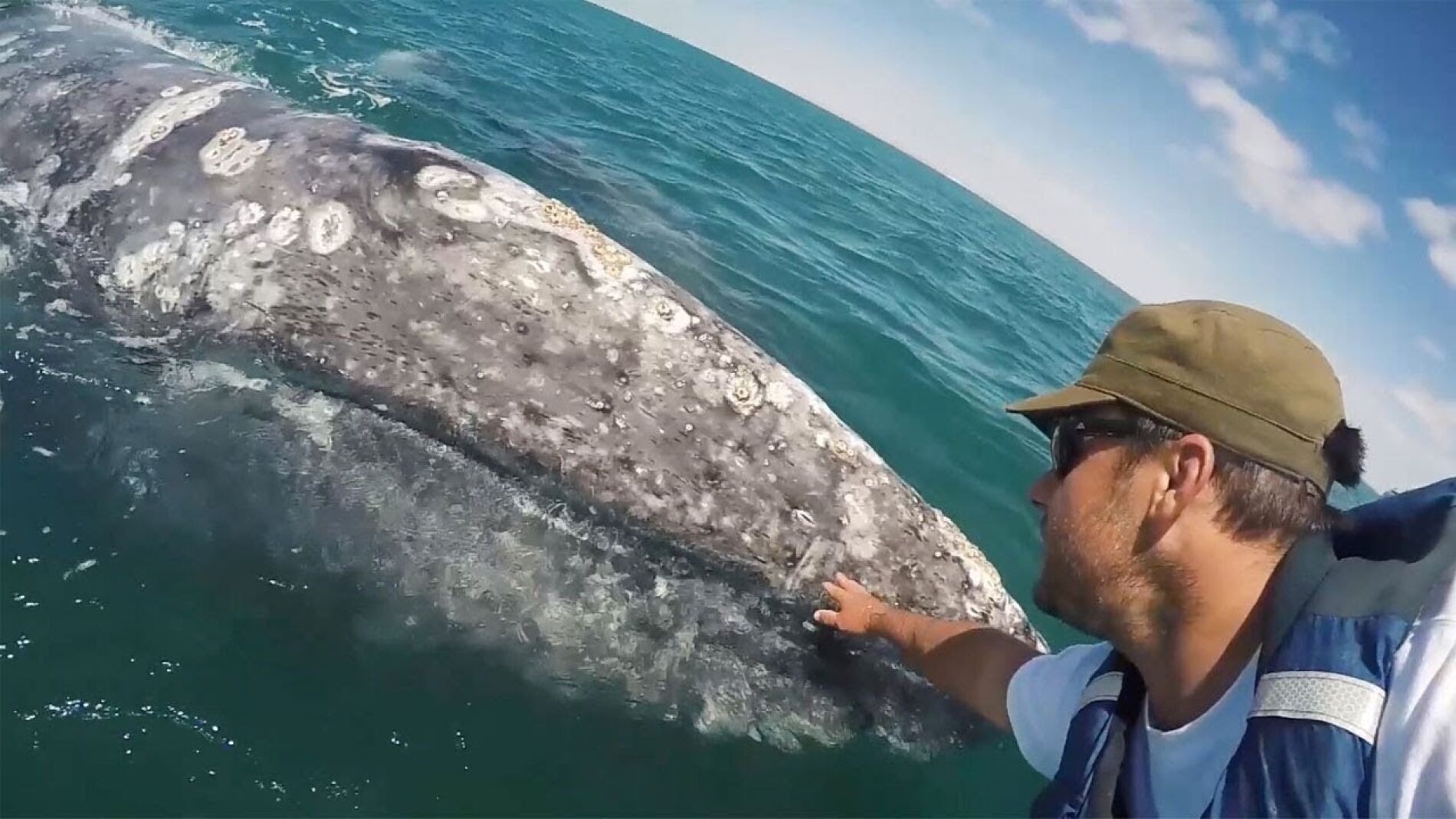 Ballena gris