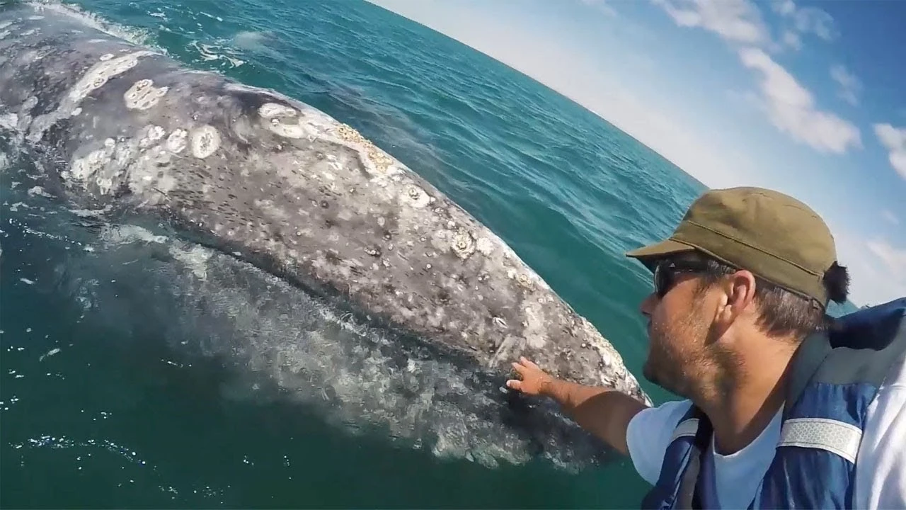 Ballena gris