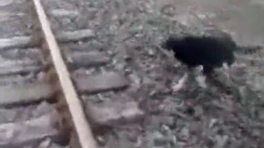 Un maquinista detiene el tren para rescatar a un perro al que habían encadenado a las vías