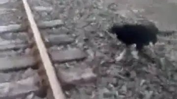 Un maquinista detiene el tren para rescatar a un perro al que habían encadenado a las vías