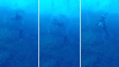 VÍDEO: Un tiburón ataca y muerde la pierna de un buceador en el Mar Rojo