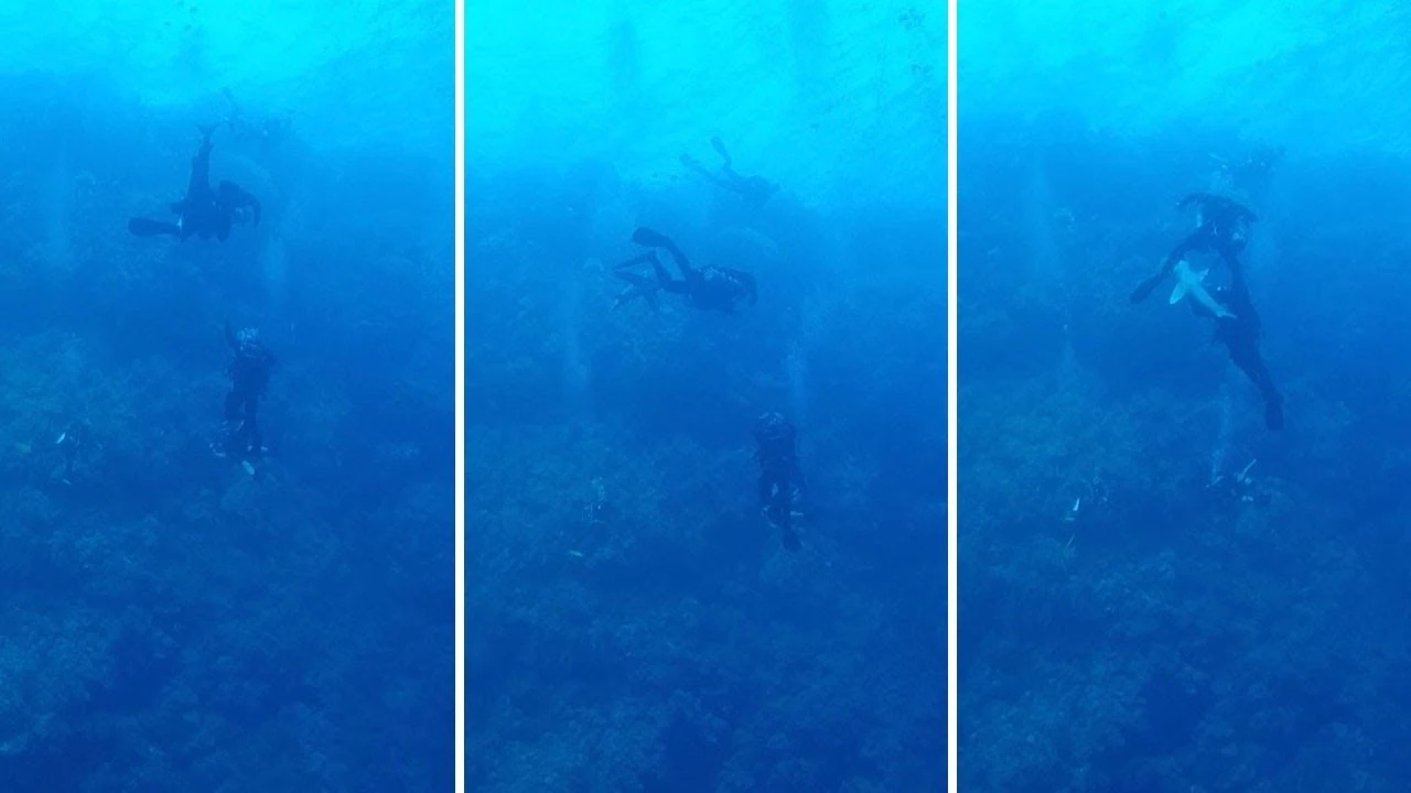 Tiburón muerde a un buceador