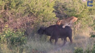 VÍDEO: Un búfalo se enfrenta a siete leones y sale ganando