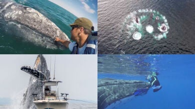 9 impactantes vídeos de ballenas que han dado la vuelta al mundo
