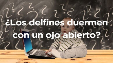 ¿Es esto verdad o mentira?