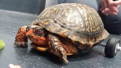 Una tortuga que perdió las patas traseras vuelve a caminar gracias a LEGO