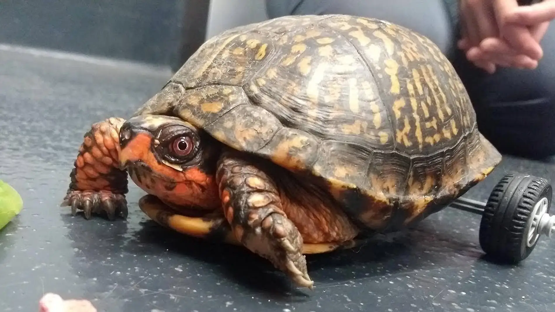 Pedro, la tortuga (Hospital Veterinario de la Universidad Estatal de Louisiana)