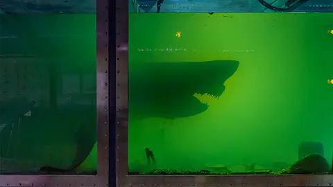 Tiburón abandonado Tiburón abandonado