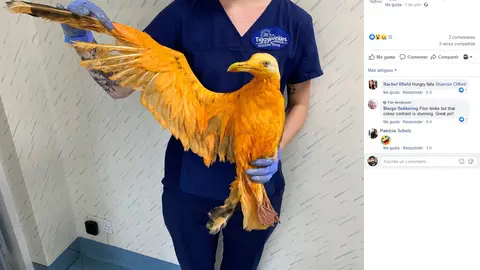 Extraño pájaro Extraño pájaro