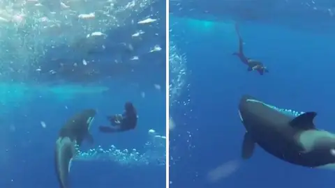 Orca con buceador Orca con buceador