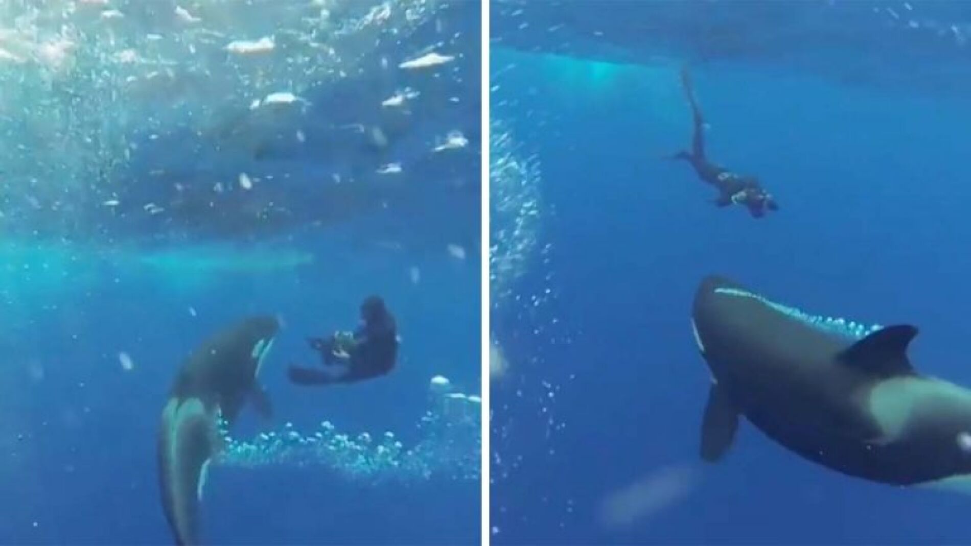 Orca con buceador