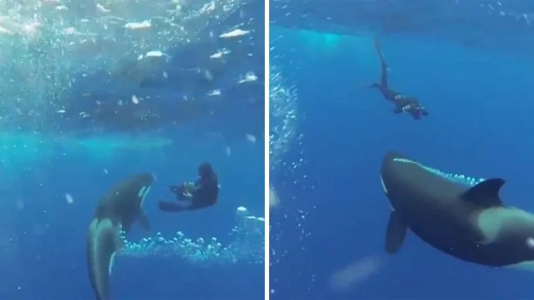 Orca con buceador Orca con buceador