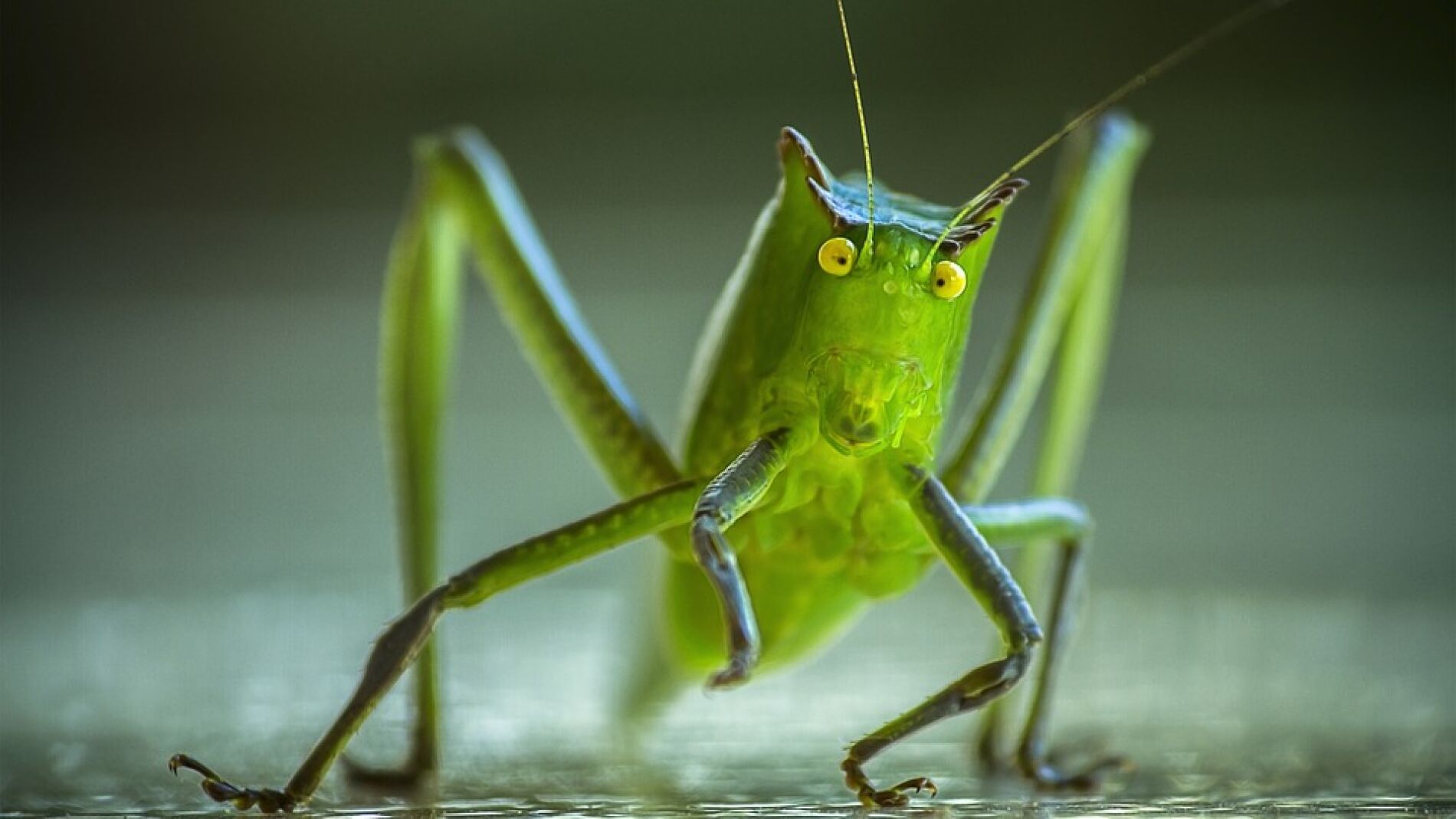 Saltamontes (Archivo)