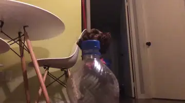 Perro haciendo el bottle cap challenge