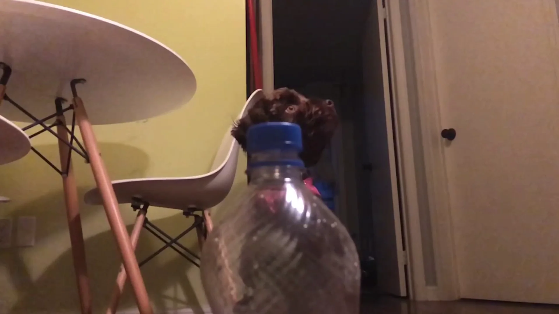 Perro haciendo el bottle cap challenge Perro haciendo el bottle cap challenge