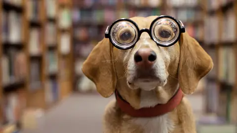 Perro lector Perro lector