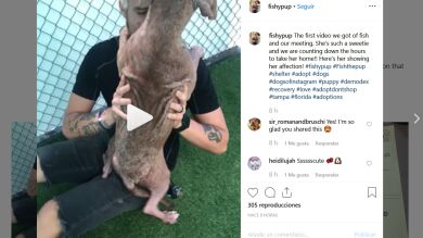 La emocionante reacción de una perra, que había perdido todo su pelo, al ser adoptada