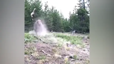 Bisonte embiste a una niña Bisonte embiste a una niña