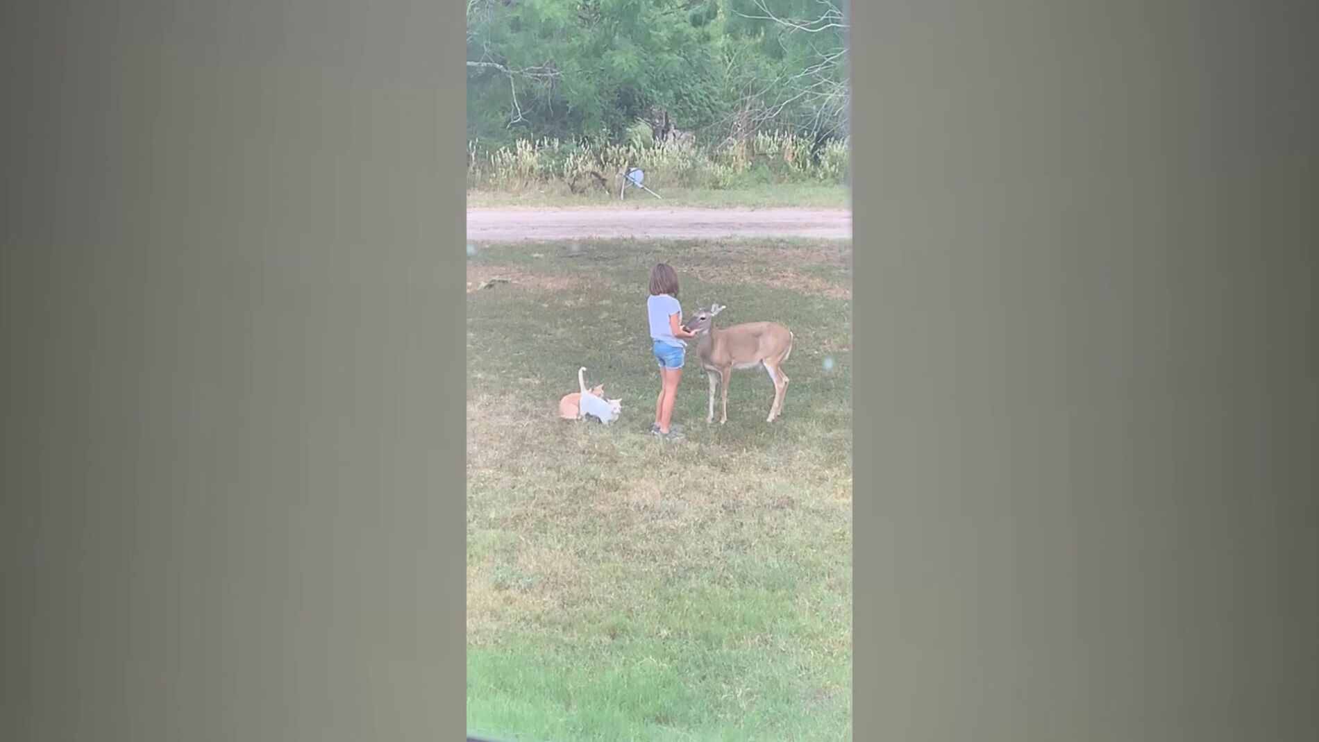 Laurie, la ni&ntilde;a que puede hablar como el doctor Dolittle
