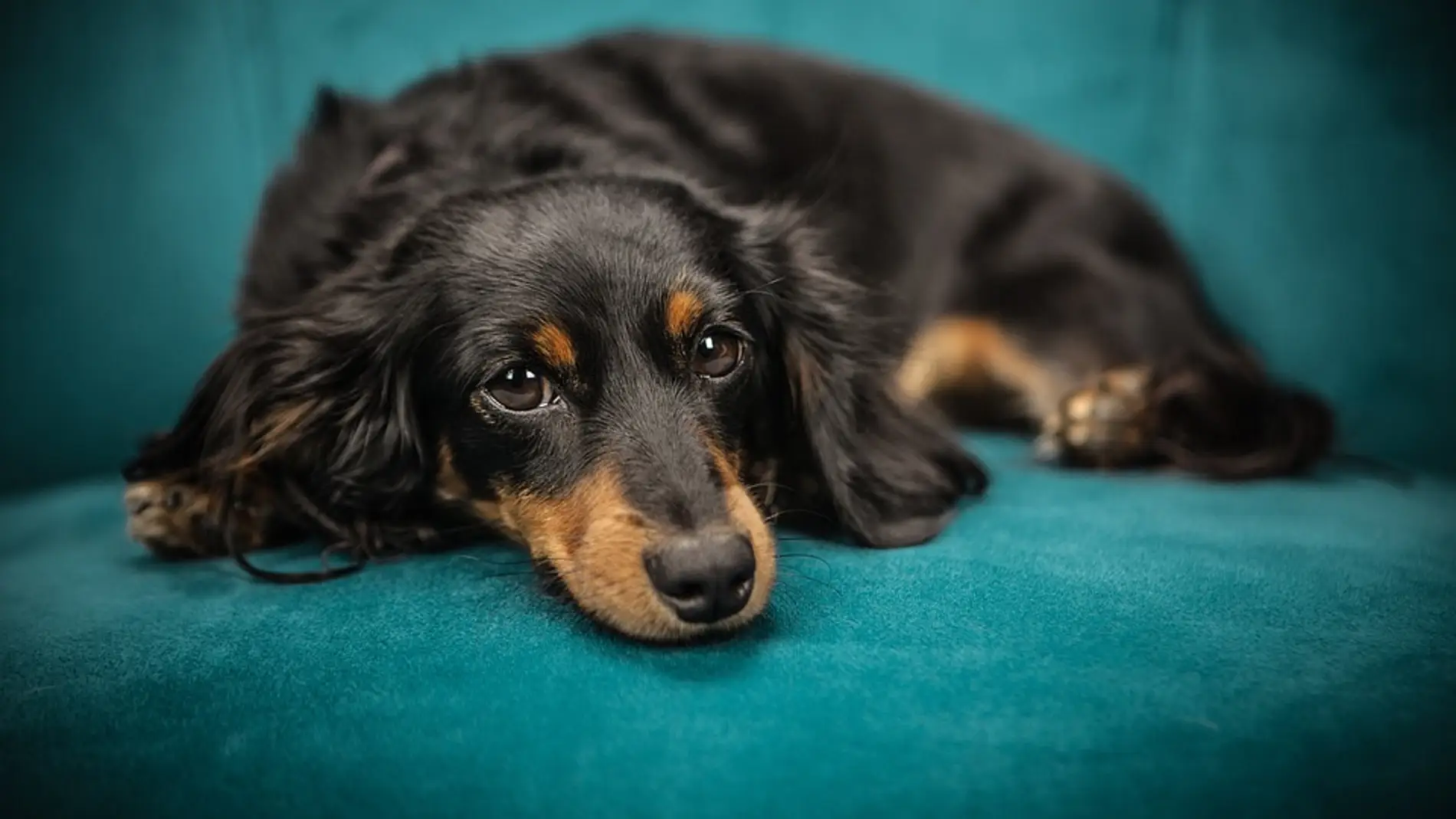 ¿Cómo reaccionaría tu mascota al verte con una careta hiperrealista de su cara?