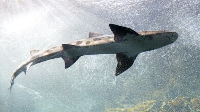 Un tiburón robotizado, la última arma militar china