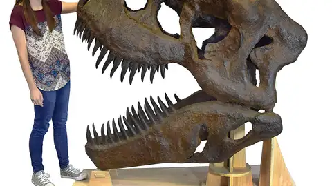 Replica de una calavera de Tyrannosaurus Rex Replica de una calavera de Tyrannosaurus Rex