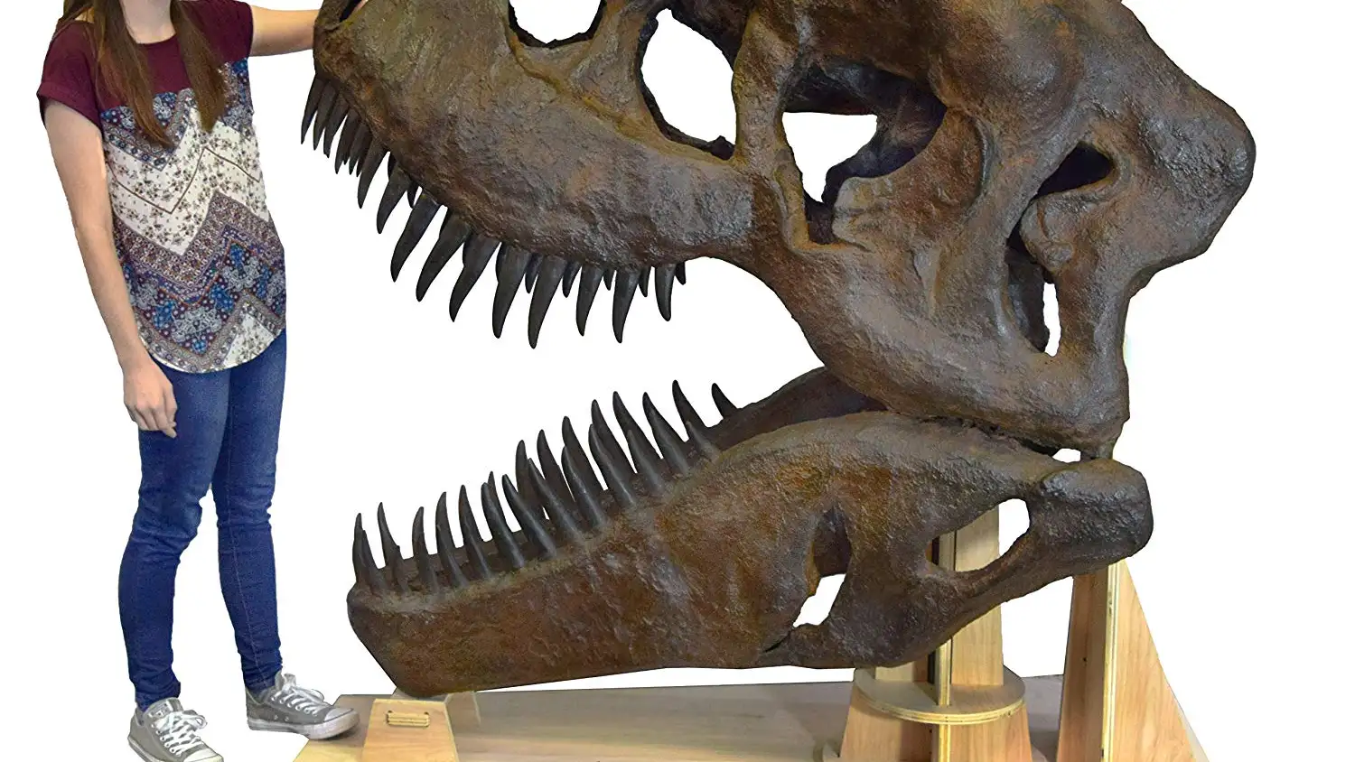Replica de una calavera de Tyrannosaurus Rex