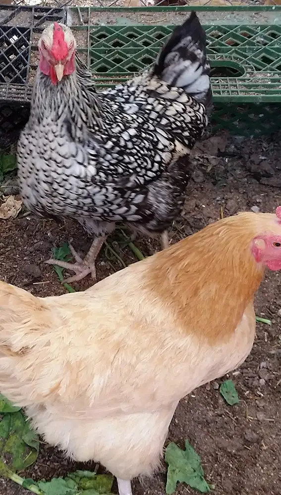 Huevos incubados por gallinas fertiles