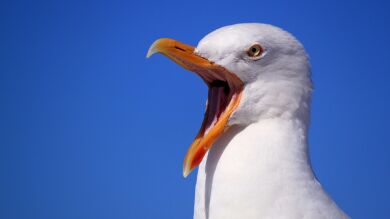 Una gaviota devora una cría de tiburón