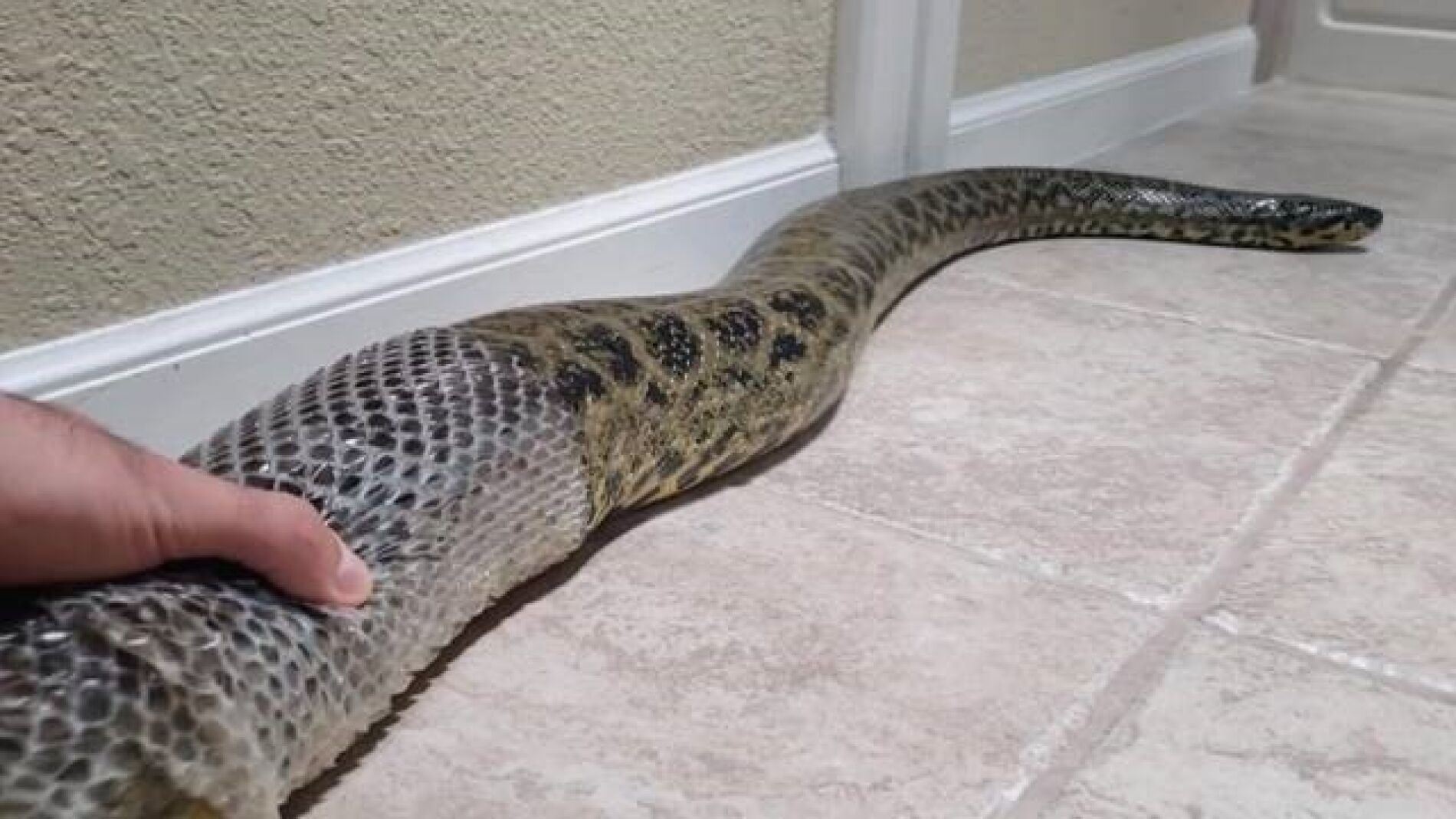 Anaconda mudando la piel