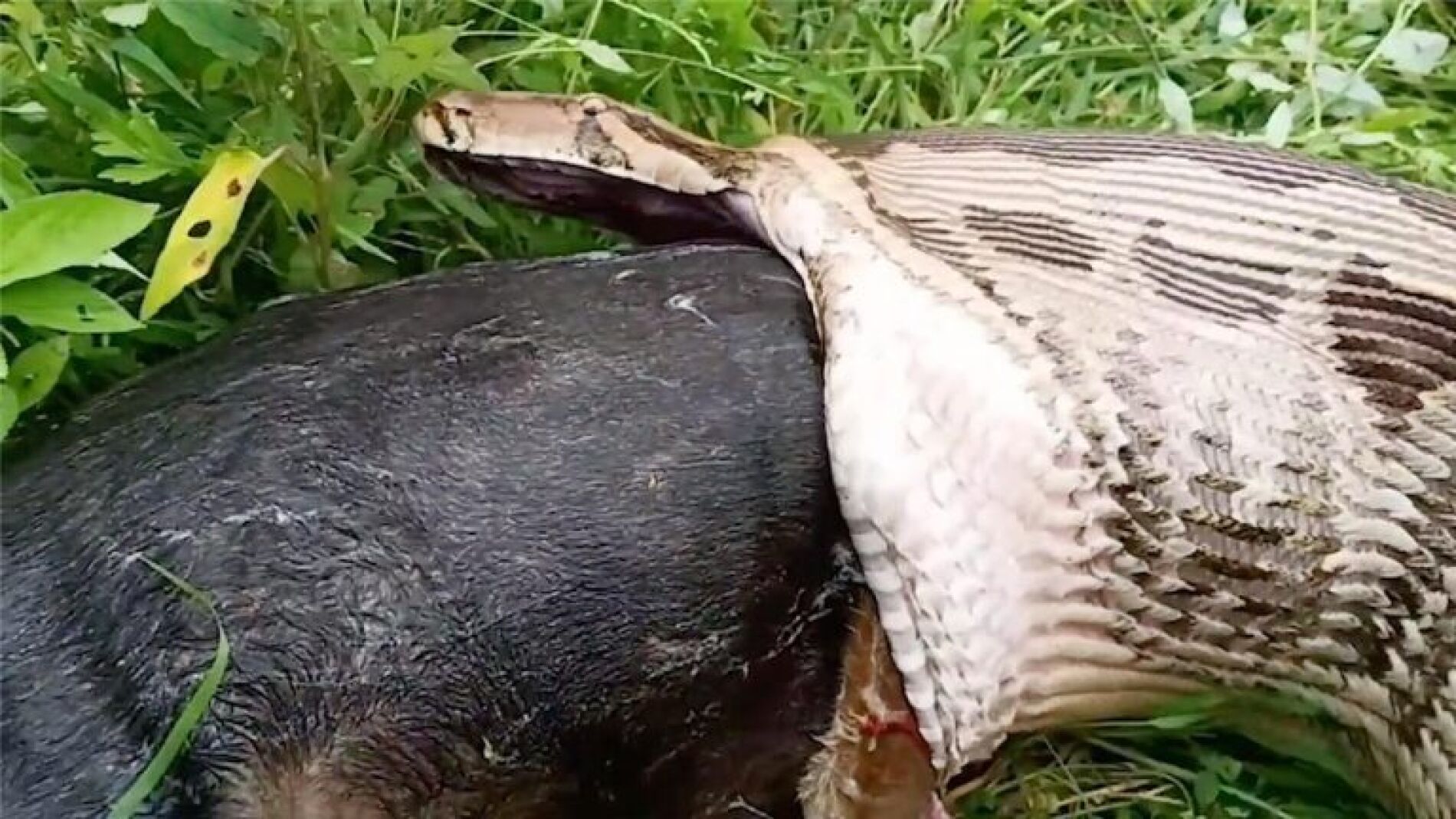 Serpiente pit&oacute;n